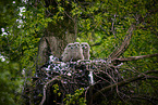 eagle owl