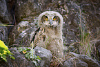 eagle owl