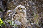 eagle owl