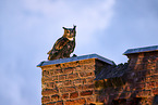 eagle owl