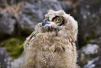 eagle owl