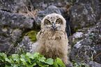 eagle owl