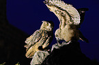 eagle owls