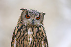 eagle owl