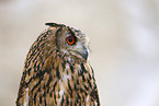 eagle owl