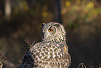 eagle owl