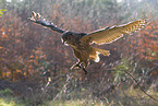 eagle owl