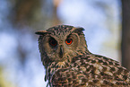 eagle owl