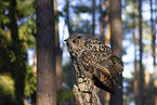 eagle owl