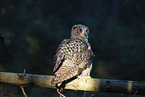 eagle owl