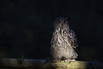 eagle owl