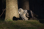 eagle owl