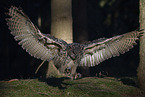 eagle owl