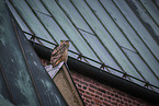 eagle owl