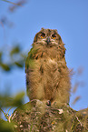 eagle owl