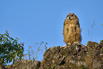 eagle owl