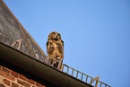 eagle owl