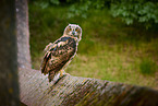 eagle owl