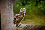 eagle owl