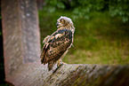 eagle owl