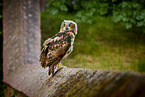 eagle owl