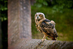 eagle owl