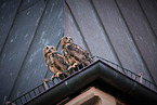 eagle owls