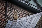 eagle owl