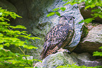 eagle owl