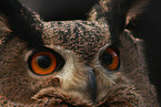 eagle owl