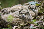 Eagle owl chicks