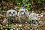 Eagle owl chicks