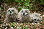 Eagle owl chicks