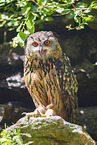 Eurasian eagle-owl