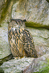 Eurasian eagle-owl