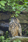 Eurasian eagle-owl