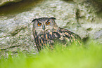 Eurasian eagle-owl
