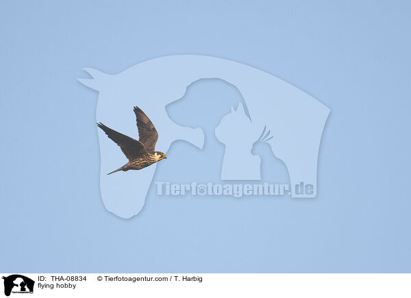 fliegender Baumfalke / flying hobby / THA-08834