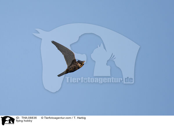 fliegender Baumfalke / flying hobby / THA-08836