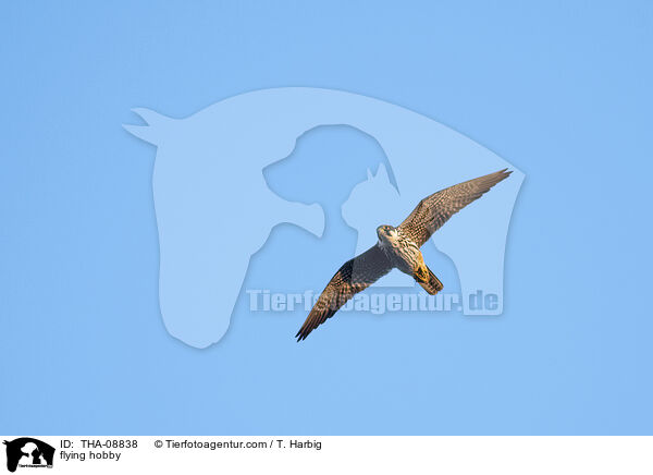 fliegender Baumfalke / flying hobby / THA-08838