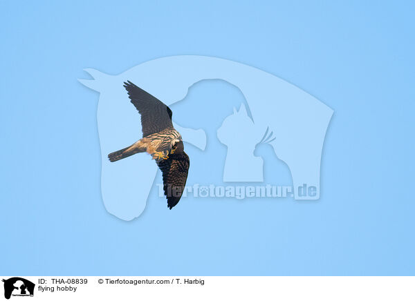 fliegender Baumfalke / flying hobby / THA-08839