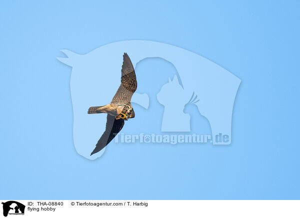 fliegender Baumfalke / flying hobby / THA-08840