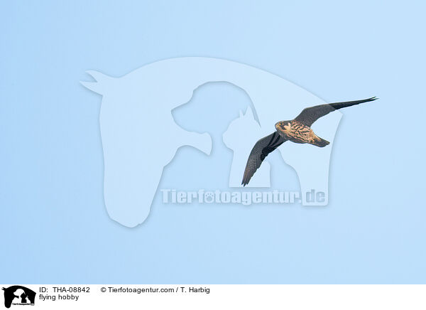 fliegender Baumfalke / flying hobby / THA-08842