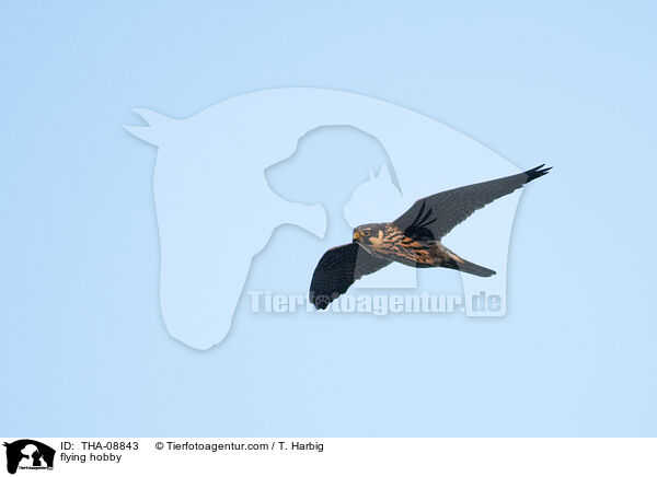 fliegender Baumfalke / flying hobby / THA-08843