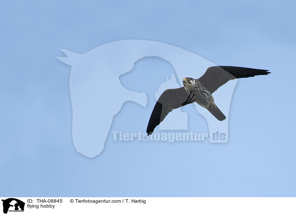 fliegender Baumfalke / flying hobby / THA-08845