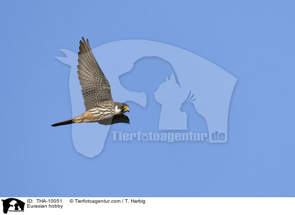 Eurasian hobby / THA-10051