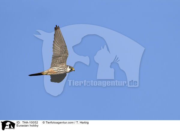 Eurasian hobby / THA-10052