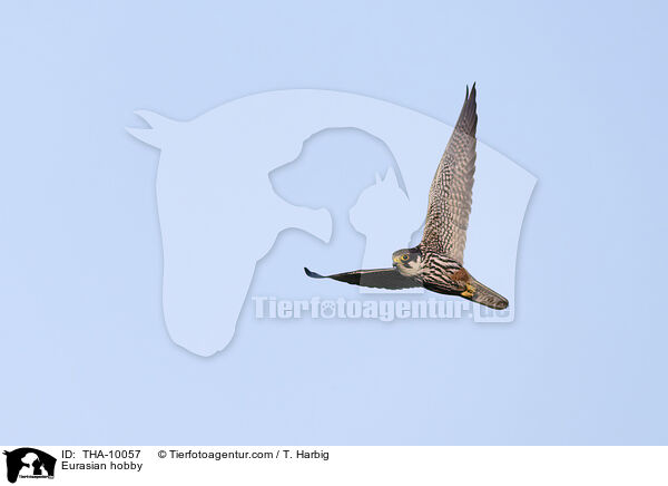 Eurasian hobby / THA-10057