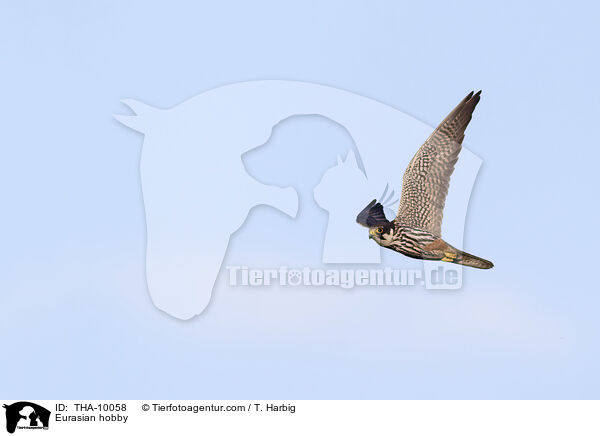 Eurasian hobby / THA-10058