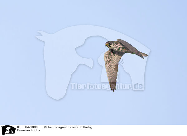 Eurasian hobby / THA-10060